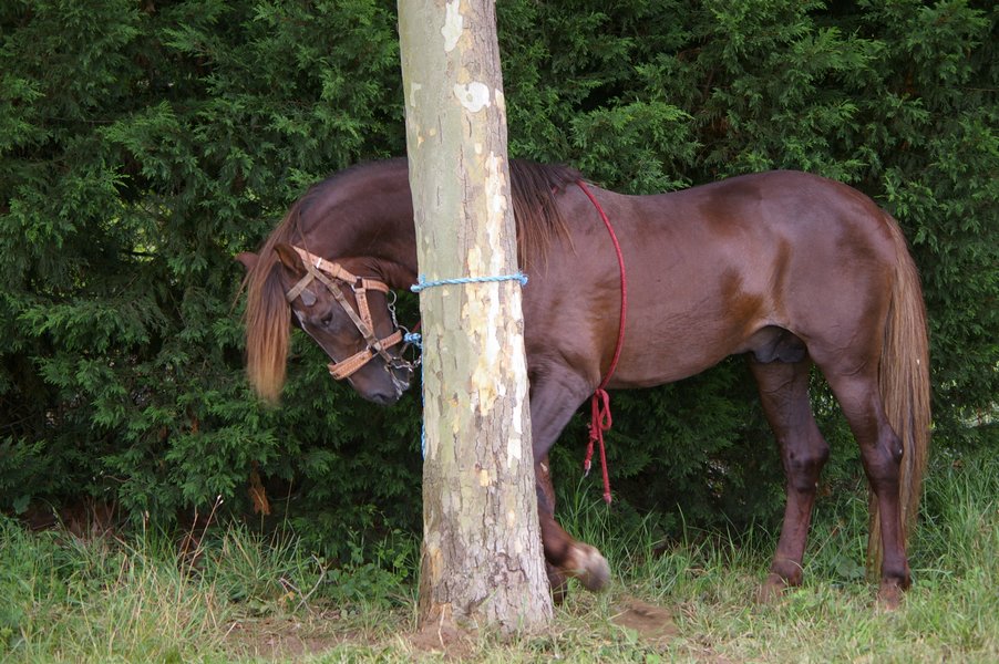 Les chevaux marocains: Les Chevaux Marocains 077